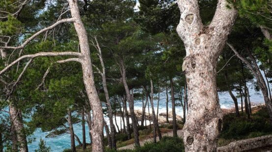 The view from above the forest…