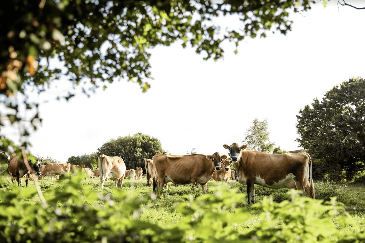 a herd of Jersey Cows in a field