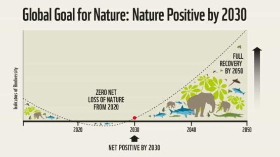 Is your business ready for a nature-positive world?