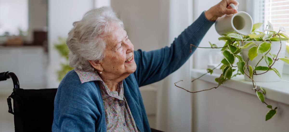 Elderly lady in wheelchair watering a plant