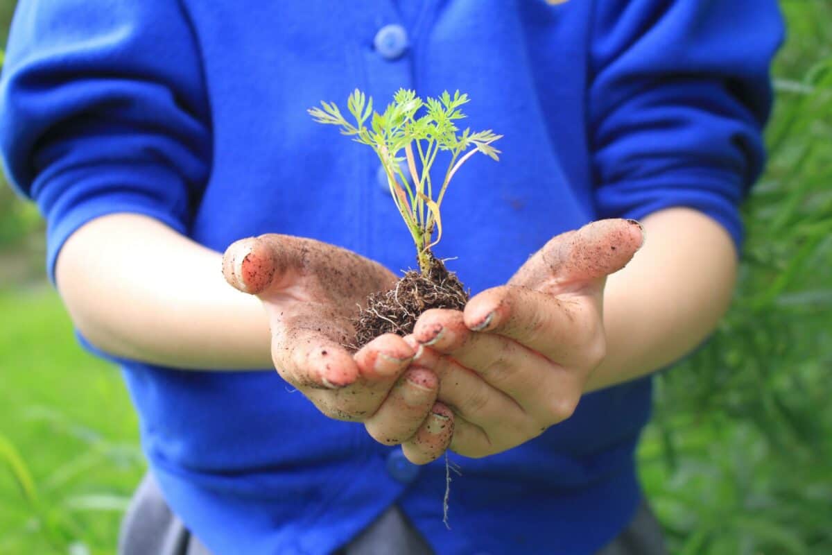 Child holding a plant for the in the vegetable growing project.