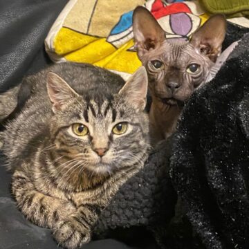 cat_looking_up